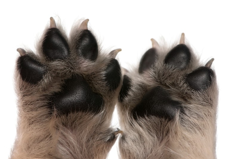 paws dog teddy