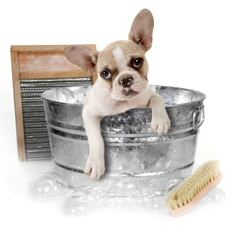 bathing-your-dog