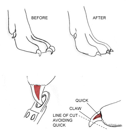 trimming dog nails