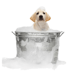 bathing-a-golden-retriever