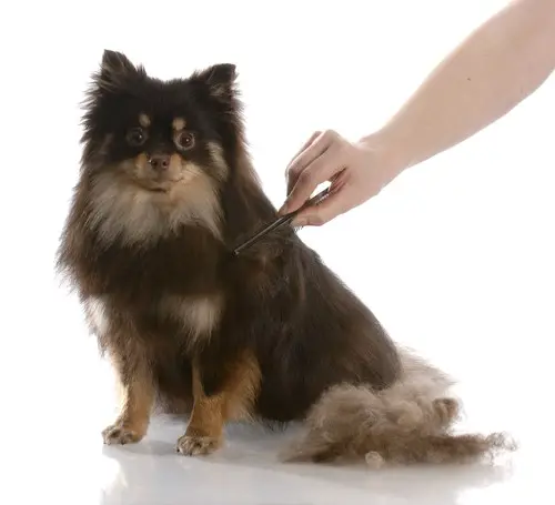grooming-double-coated-dogs