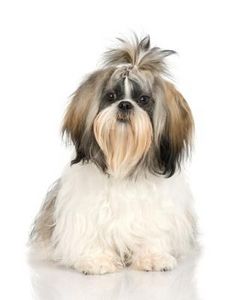 grooming-long-haired-dogs