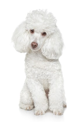 grooming-dogs-with-wool-coat
