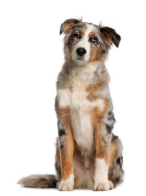 cleaning-your-australian-shepherd's-ears