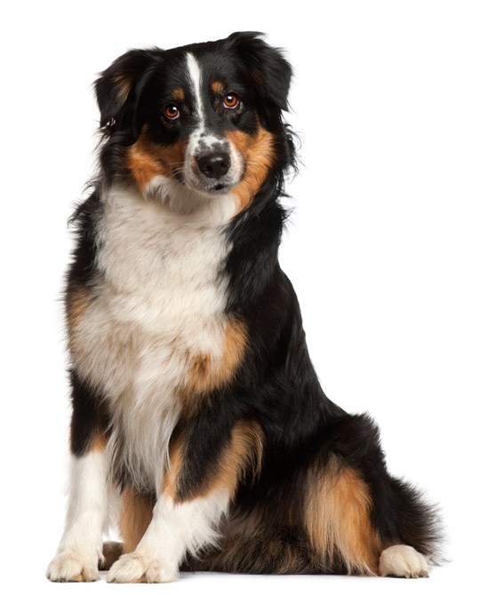 bernese mountain dog and australian shepherd