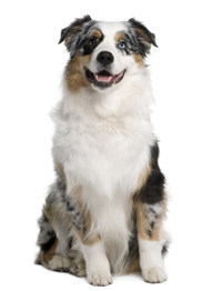 how-to-brush-your-australian-shepherd's-teeth