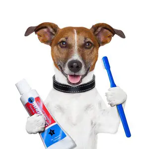 dental-care-for-dogs