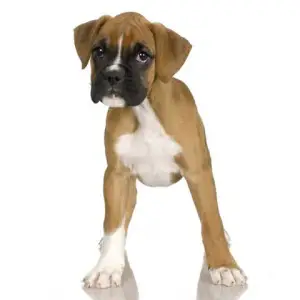 grooming-a-boxer