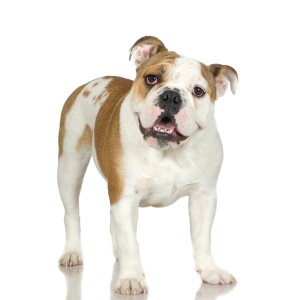 wiping-out-tear-stains-in-bulldogs
