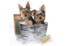 how-to-bathe-a-yorkie