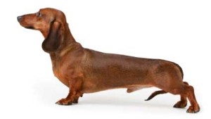 coat grooming for dachshunds