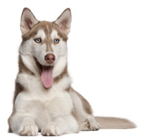 ear-care-for-siberian-huskies