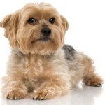 how-to-choose-a-groomer-for-your-yorkie