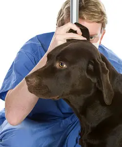 ear-infections-in-labradors