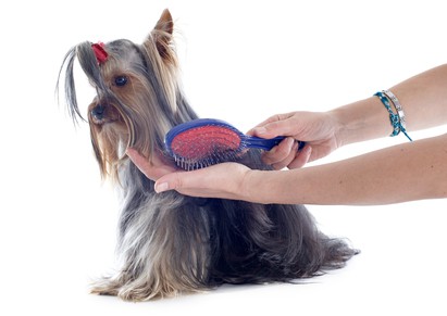 brushing-and-combing-a-yorkie