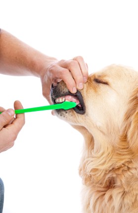 how-to-brush-a-golden-retriever's-teeth