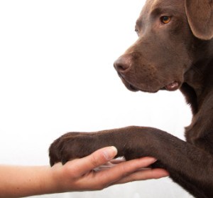 nail-trimming-for-labradors