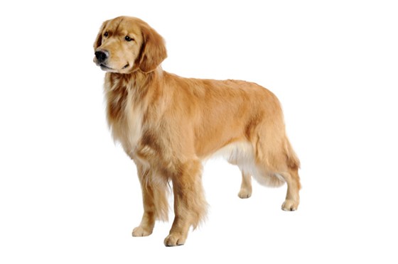 Trimming a Golden Retriever's Paws Rectal Area