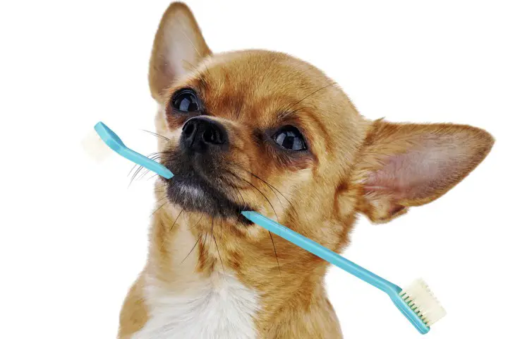Cleaning-The-Teeth-of-a-Chihuahua