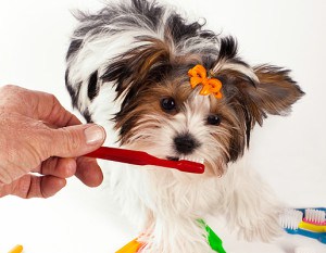 Dental-Care-for-Shih-Tzu