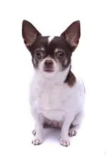 ear-care-for-your-chihuahua
