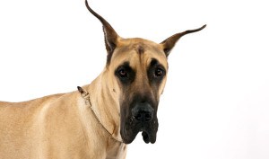 Ear-Care-for-Great-Danes