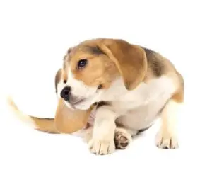 How-to-Keep-Fleas-and-Ticks-Off-Your-Beagle