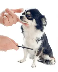 teaching your chihuahua to cooperate for grooming