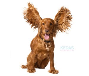 Eye-and-Ear-Care-for-Cocker-Spaniel