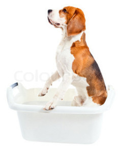 giving-a-bath-to-a-beagle