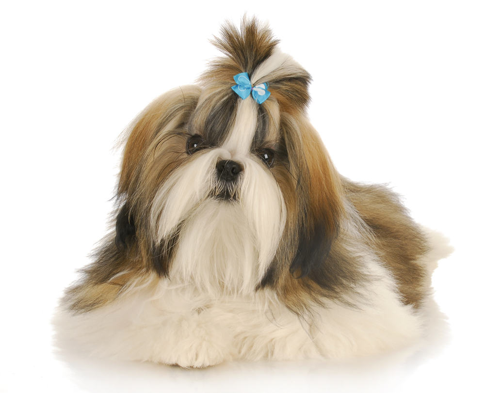 dog comb for shih tzu