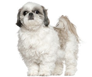 body-clips-for-shih-tzu