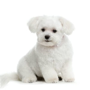 dental-care-for-bichons
