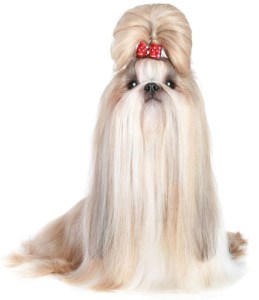 different-grooming-styles-for-a-shih-tzu