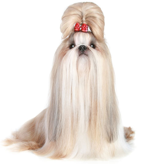 Grooming Styles For Shih Tzu Dog Grooming Tutorial