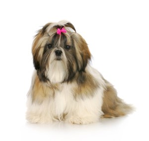 shih-tzu-grooming-tips