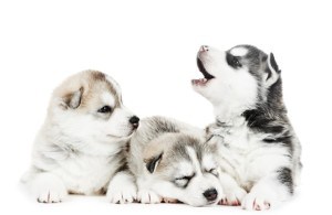 brushing-a-siberian-husky's-teeth