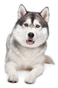 protecting-siberian-huskies-from-parasites