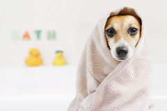 bathing-a-russell-terrier