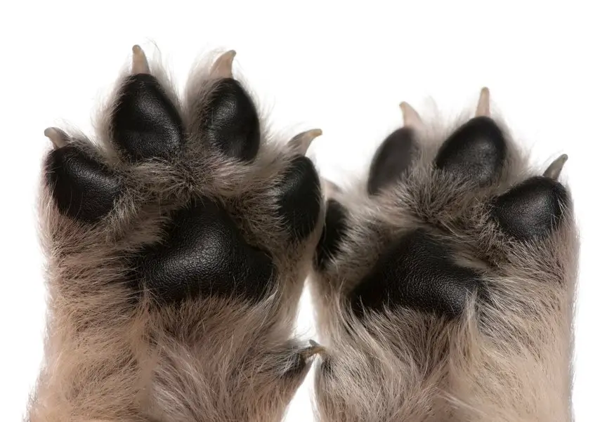 Can You Put Aloe On Dogs Paws Trimming Your Dog S Paws