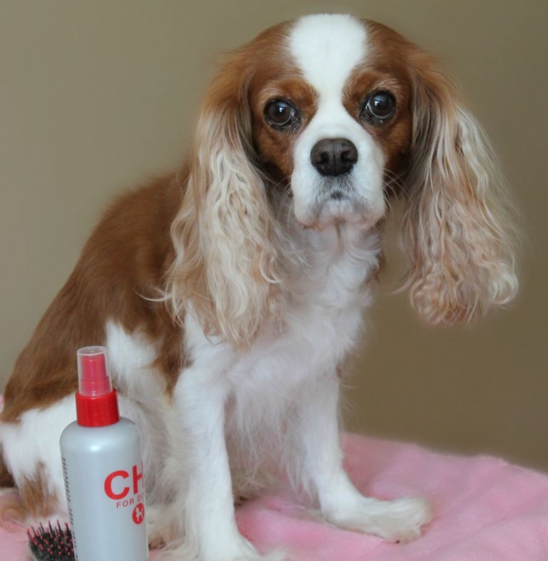 How to Bathe Your Cavalier Dog Grooming Tutorial