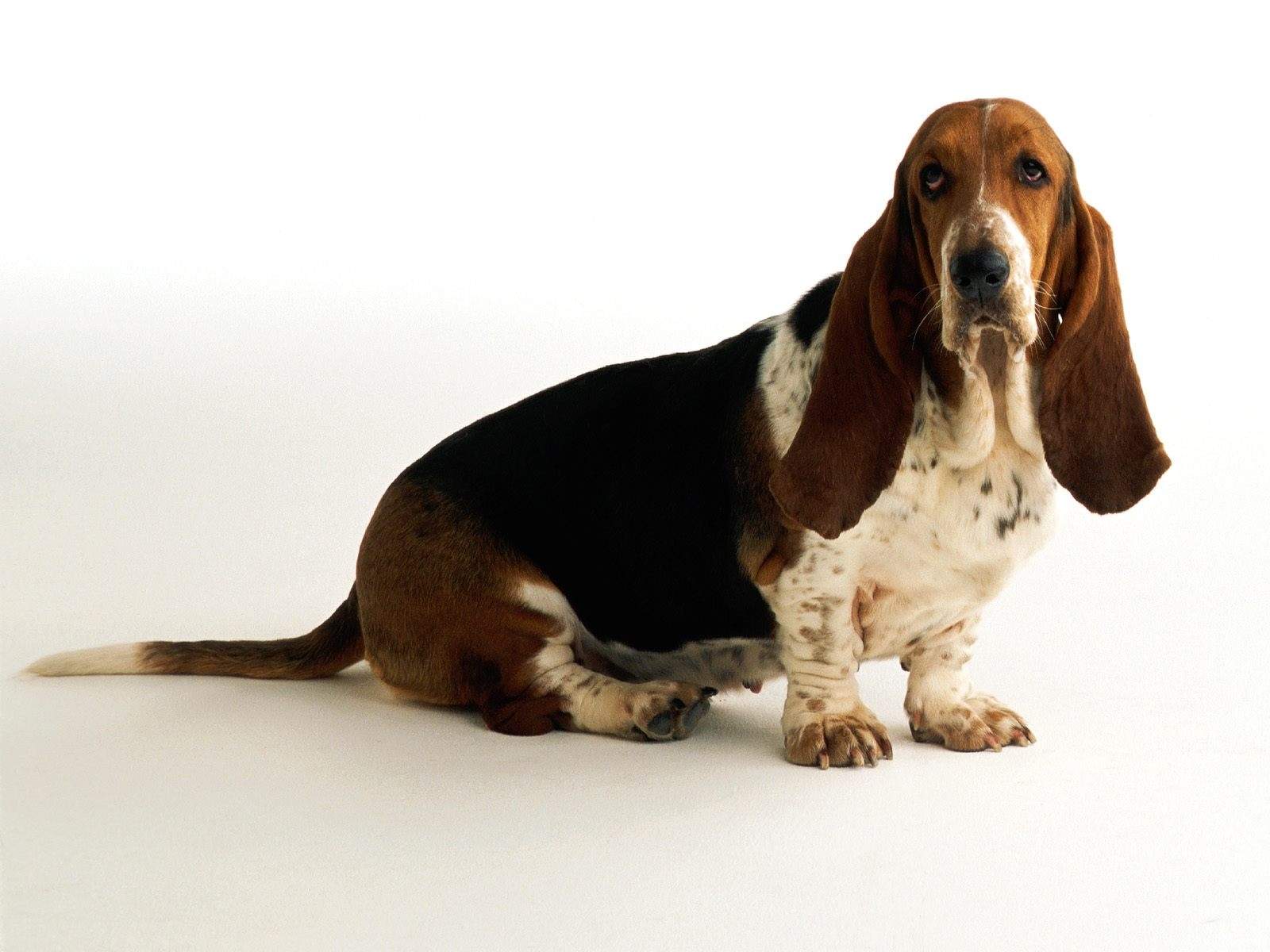anal gland care for basset hound