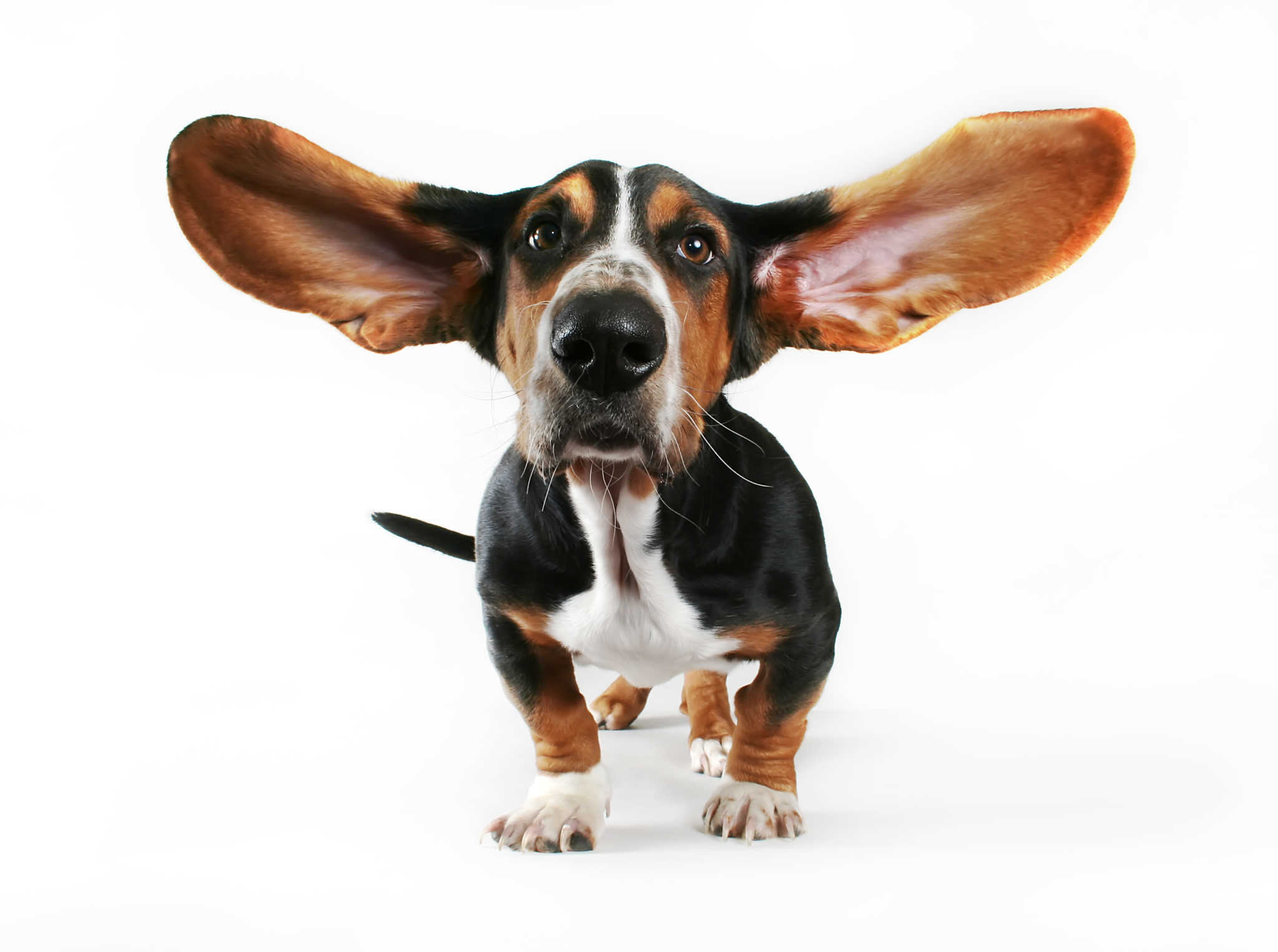ear and eye care for a basset hound