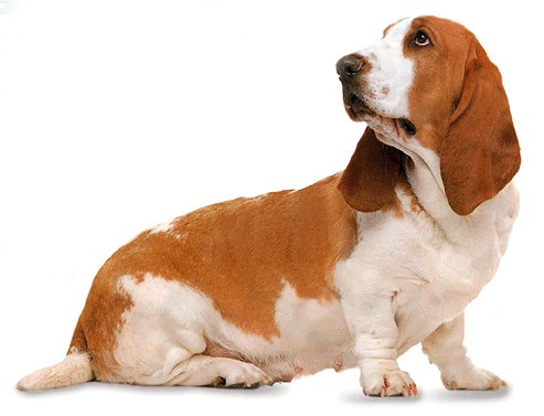 how-to-bathe-your-basset-hound.jpg