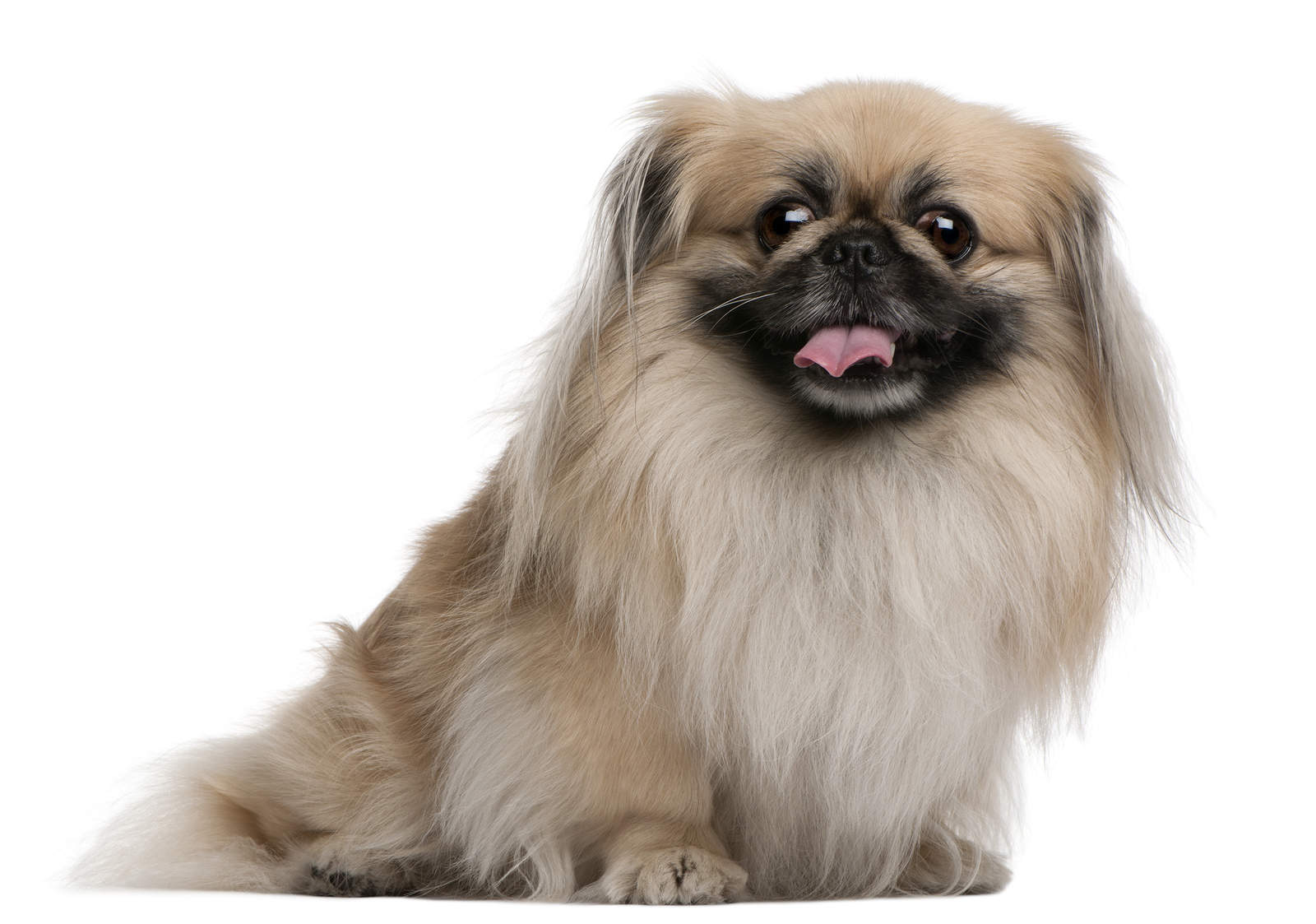 coat-care-for-your-pekingese