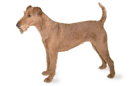 coat-care-for-the-irish-terrier