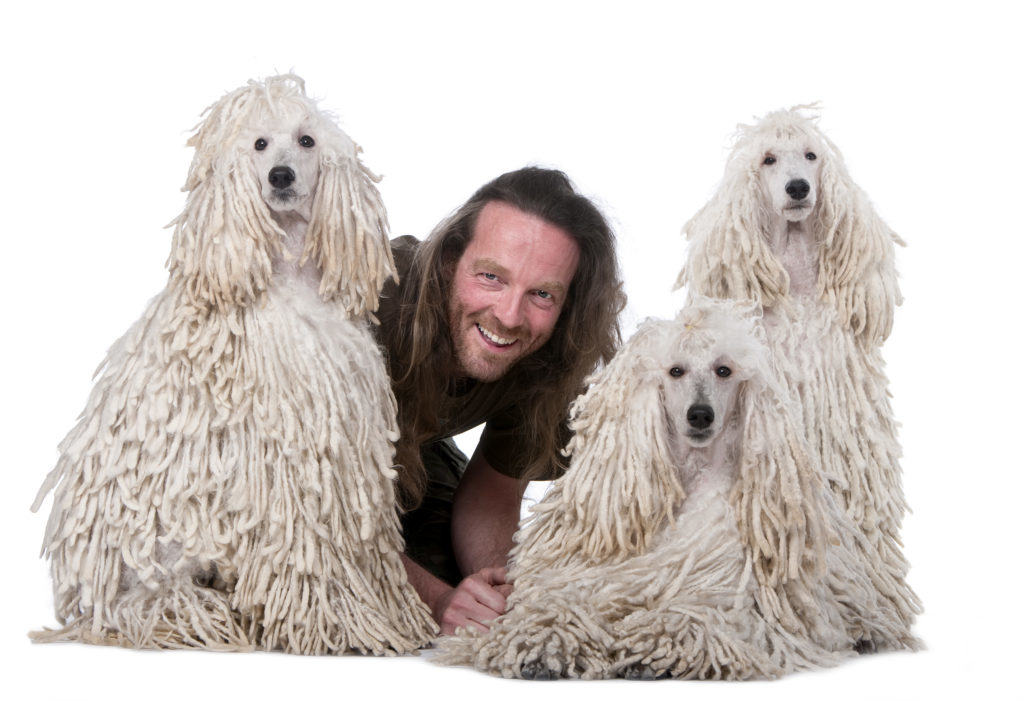 Coat Care for Your Corded Poodle Dog Grooming Tutorial