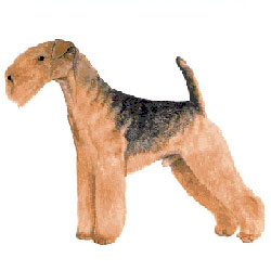 how-to-groom-a-lakeland-terrier