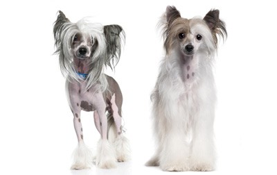 grooming-the-coat-of-your-chinese-crested