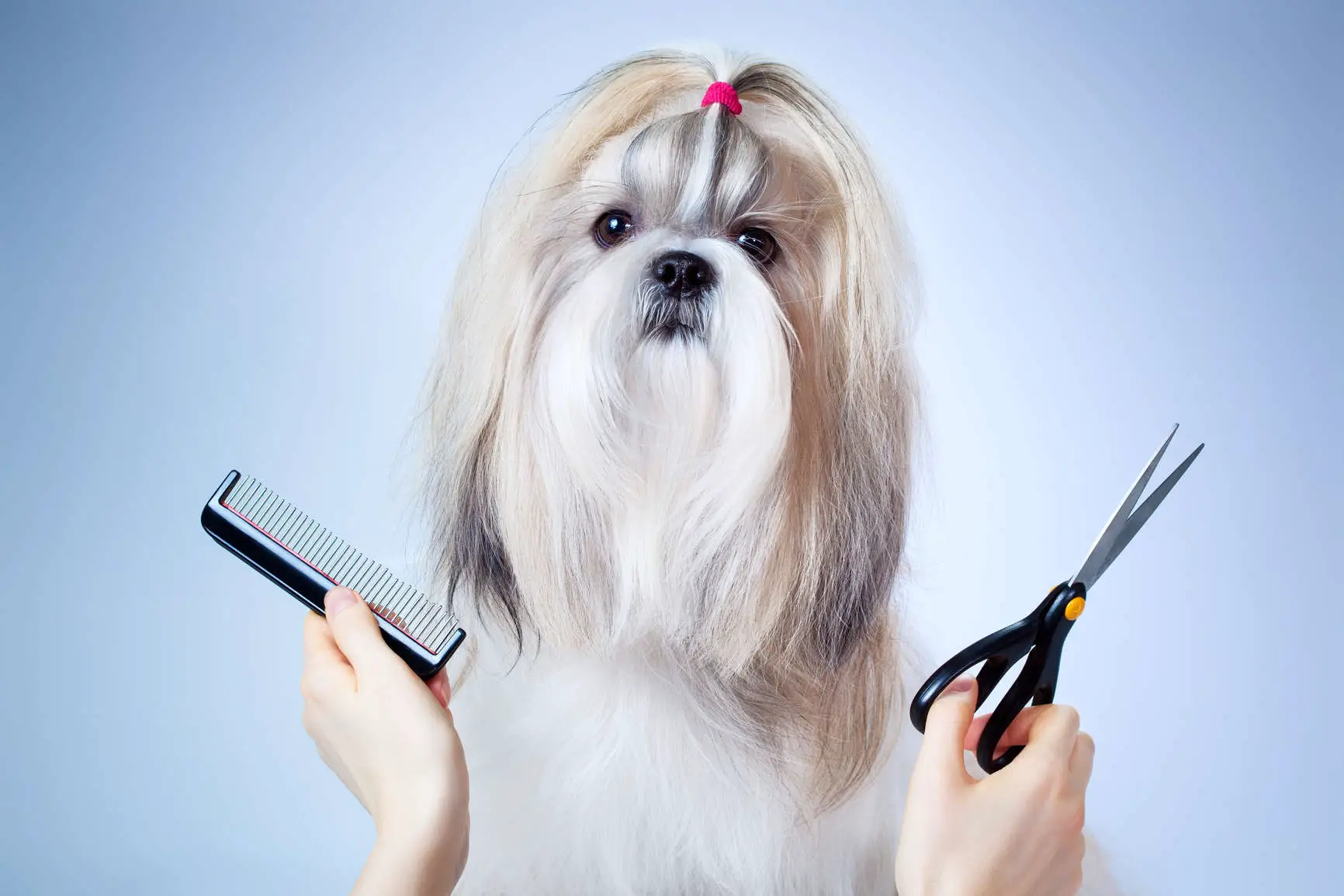 how-to-avoid-common-dog-grooming-difficulties